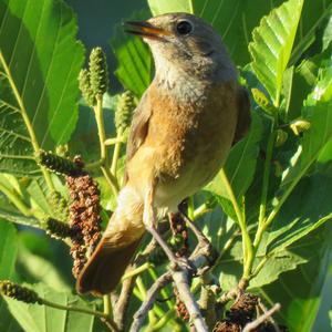 Common Redstart