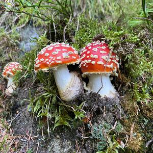 Fly Agaric