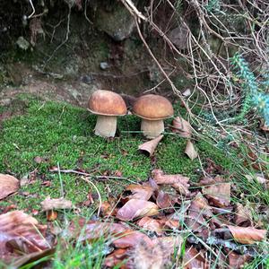 Unknown Species