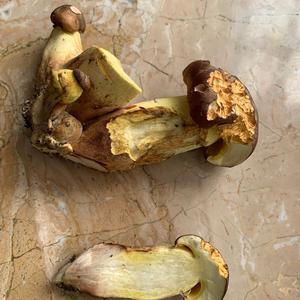 Unknown Species