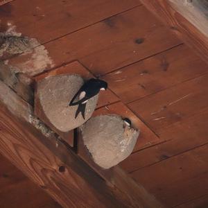 Northern House-martin