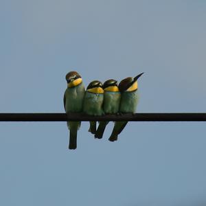 European Bee-eater