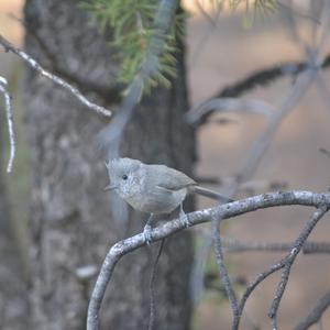 Baeolophus ridgwayi
