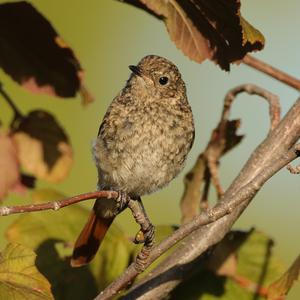Common Redstart