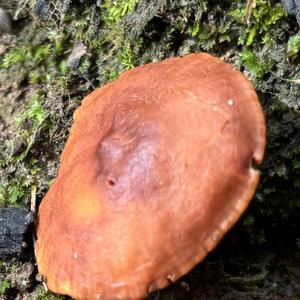 Unknown Species
