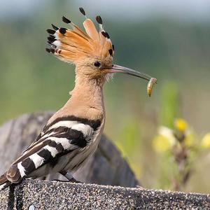 Eurasian Hoopoe