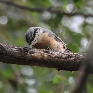 Wood Nuthatch