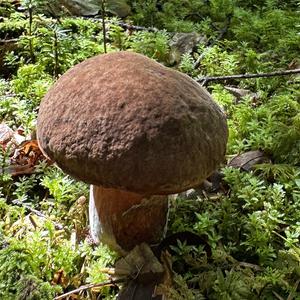 Flockenstieliger Hexenröhrling