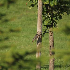 Gartenrotschwanz
