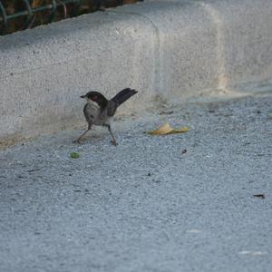 Samtkopfgrasmücke