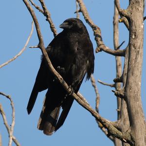 Common Raven