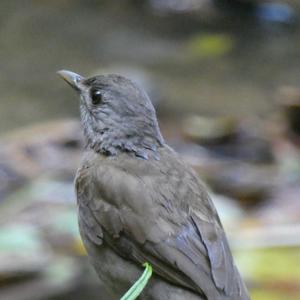 Unknown Species