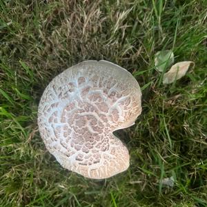 Unknown Species
