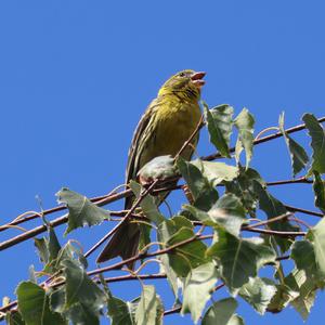 European Serin