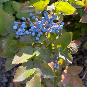 Unknown Species