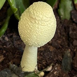 Unknown Species