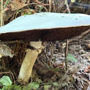 Agaricus impudicus