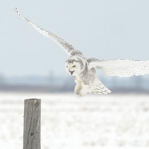 Snowy Owl
