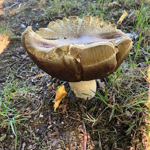 Unknown Species
