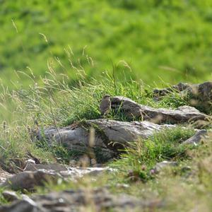 Northern Wheatear