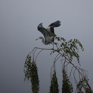 Grey Heron
