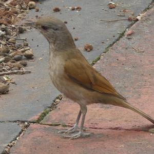 Unknown Species