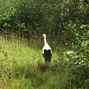 White Stork