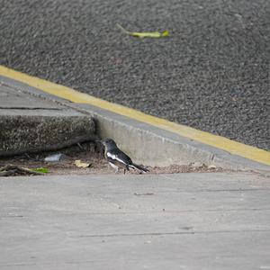 Oriental Magpie-robin