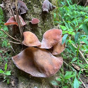 Tree-Ear