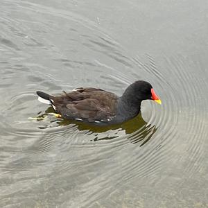 Teichhuhn