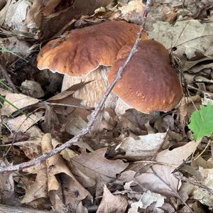Sommer-Steinpilz