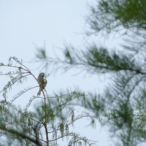 Light-vented Bulbul