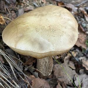Unknown Species