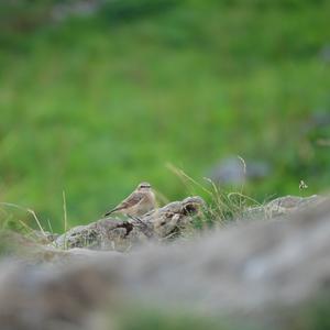Northern Wheatear