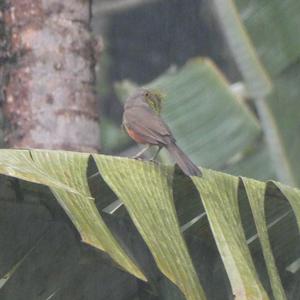 Unknown Species