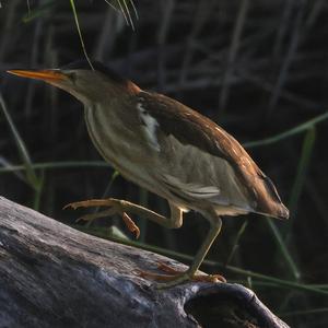 Little Bittern