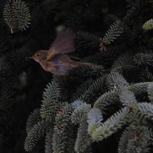 Common Chiffchaff