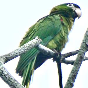 Unknown Species