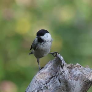 Marsh Tit