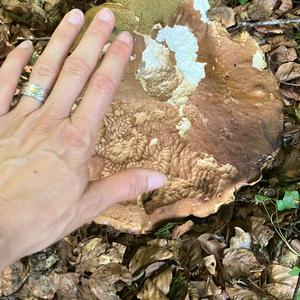 Summer Bolete