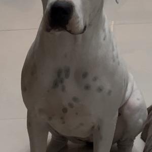 Dogo Argentino