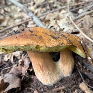 Sommer-Steinpilz
