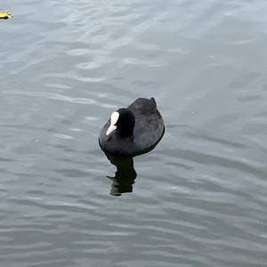 Bläßhuhn