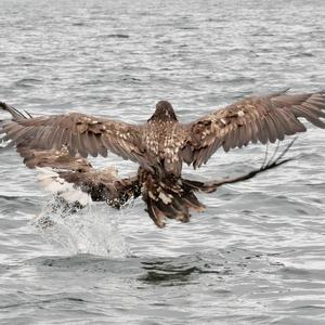 Seeadler