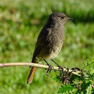 Black Redstart