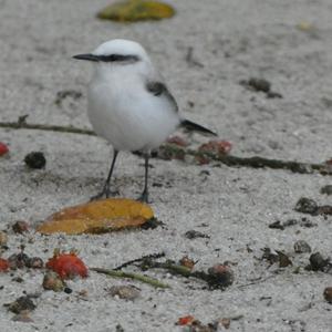 Unknown Species