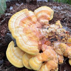 Unknown Species