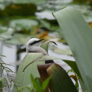 Unknown Species