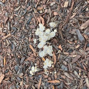 Unknown Species