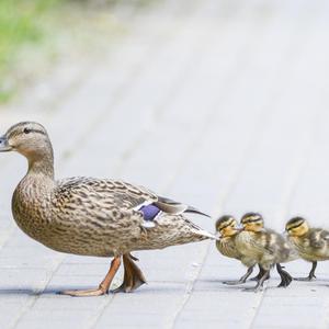 Mallard